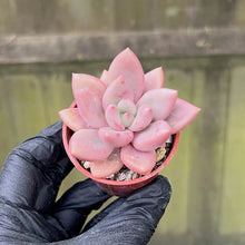 Load image into Gallery viewer, Graptoveria Ruby Donna | Live Succulent Plant
