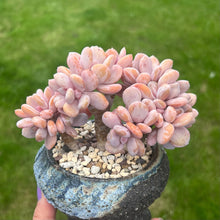Load image into Gallery viewer, Echeveria/Pachyveria Cinderella -  1 x Unrooted Leaf Cutting
