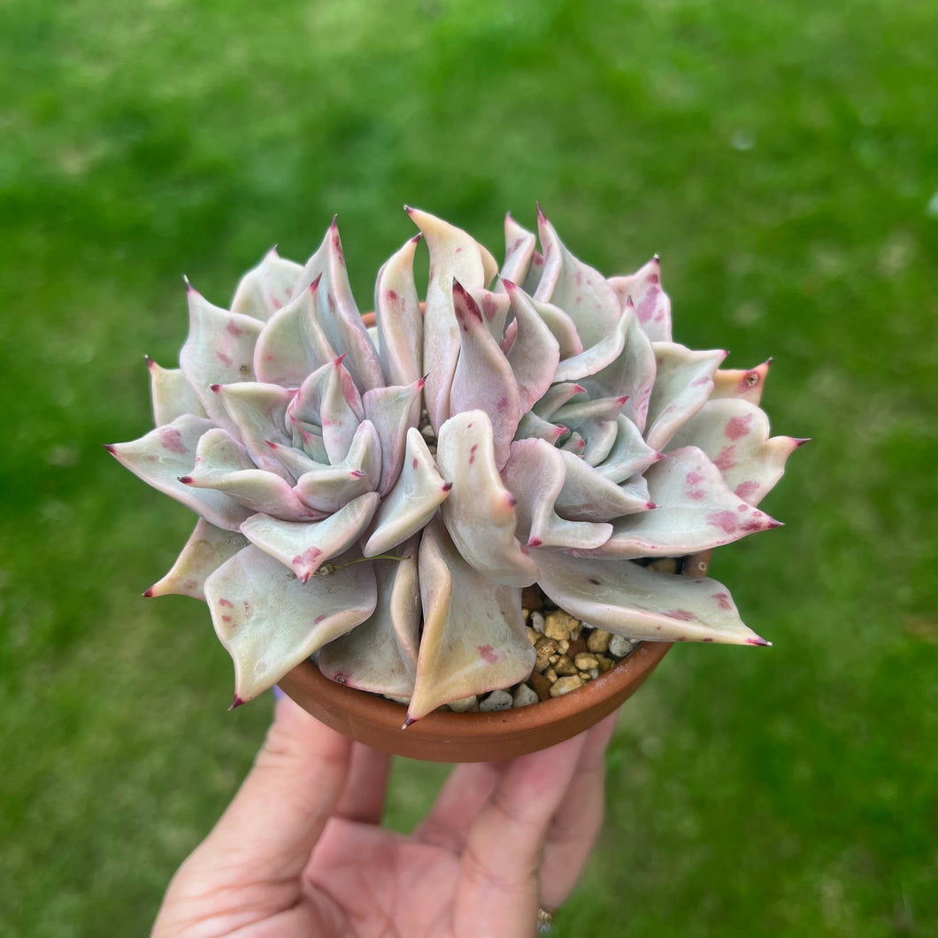 Unrooted Leaf Cutting x 1 - Echeveria Madiba