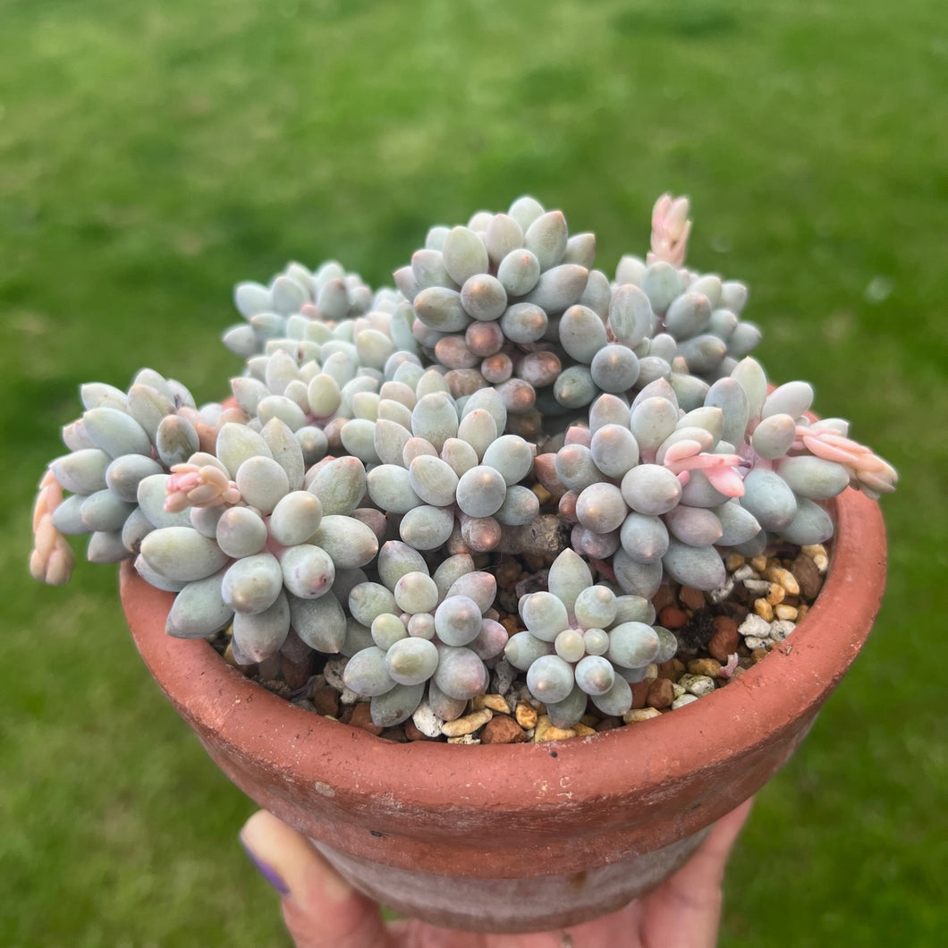 Unrooted Leaf Cutting x 2 - Pachyphytum Machucae | Baby Finger Succulent