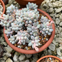 Load image into Gallery viewer, Unrooted Leaf Cutting x 2 - Pachyphytum Machucae | Baby Finger Succulent
