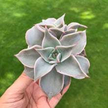 Load image into Gallery viewer, Unrooted Leaf Cutting x 1 - Echeveria Madiba
