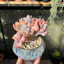 Load image into Gallery viewer, Echeveria/Pachyveria Cinderella -  1 x Unrooted Leaf Cutting
