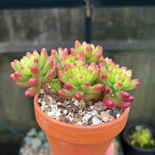 Load image into Gallery viewer, Sedum Ruby Tint - 1 x Unrooted Leaf Cutting
