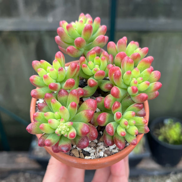 Sedum Ruby Tint - 1 x Unrooted Leaf Cutting