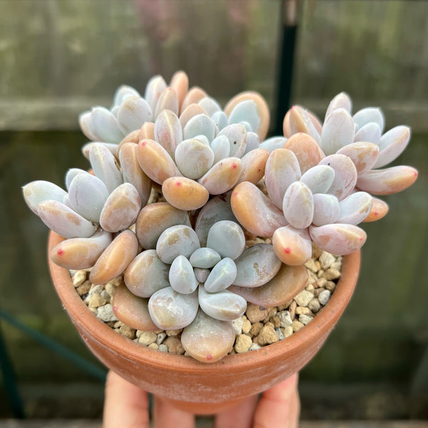 Pachyveria Muelleri - 1 x Unrooted Leaf Cutting