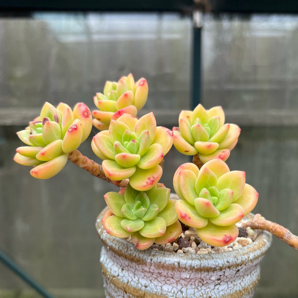 Echeveria Agavoides Ebony Peridot - 1 x Unrooted Leaf Cutting