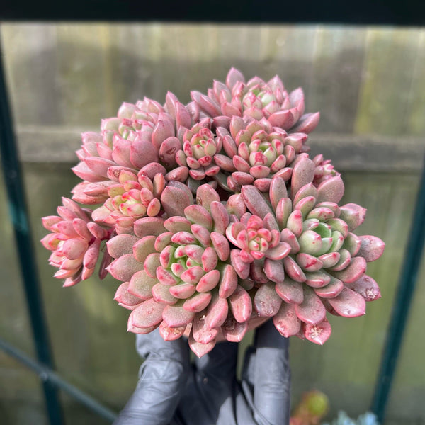 Unrooted Leaf Cutting - Sedeveria Pink Ruby